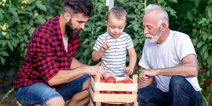Grandfather,son and grandson working in greenhouse,picking tomatoes.